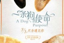 娱乐吃瓜酱去世的小狗,吃瓜酱离世，网友泪目