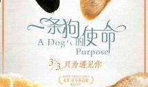 娱乐吃瓜酱去世的小狗,吃瓜酱离世，网友泪目